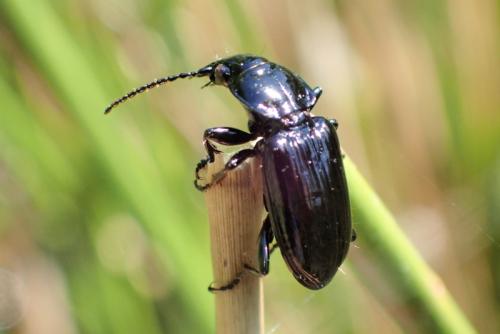 Réf. 300 556 : Pterostichus aterrimus